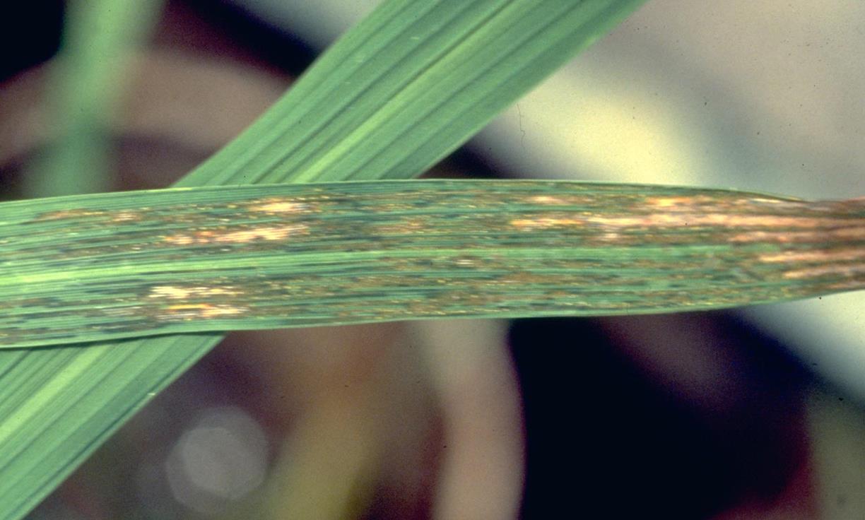 Rice Diseases and Pests, Description, Uses, Propagation