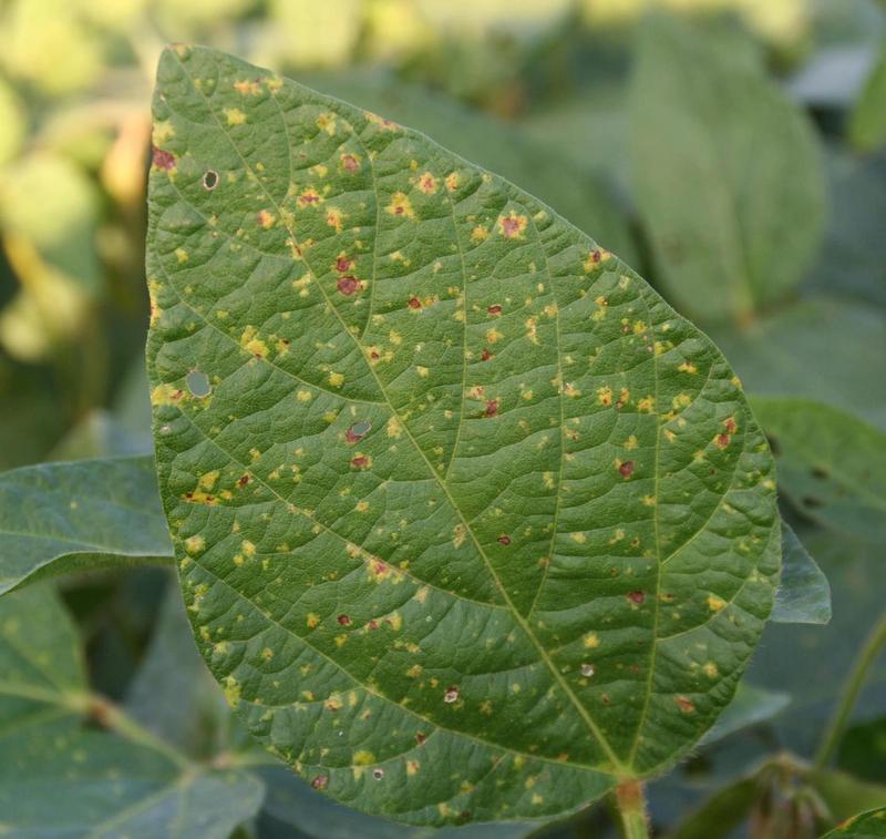 Soybean Diseases and Pests, Description, Uses, Propagation