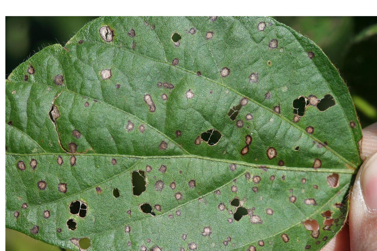 Soybean Diseases and Pests, Description, Uses, Propagation