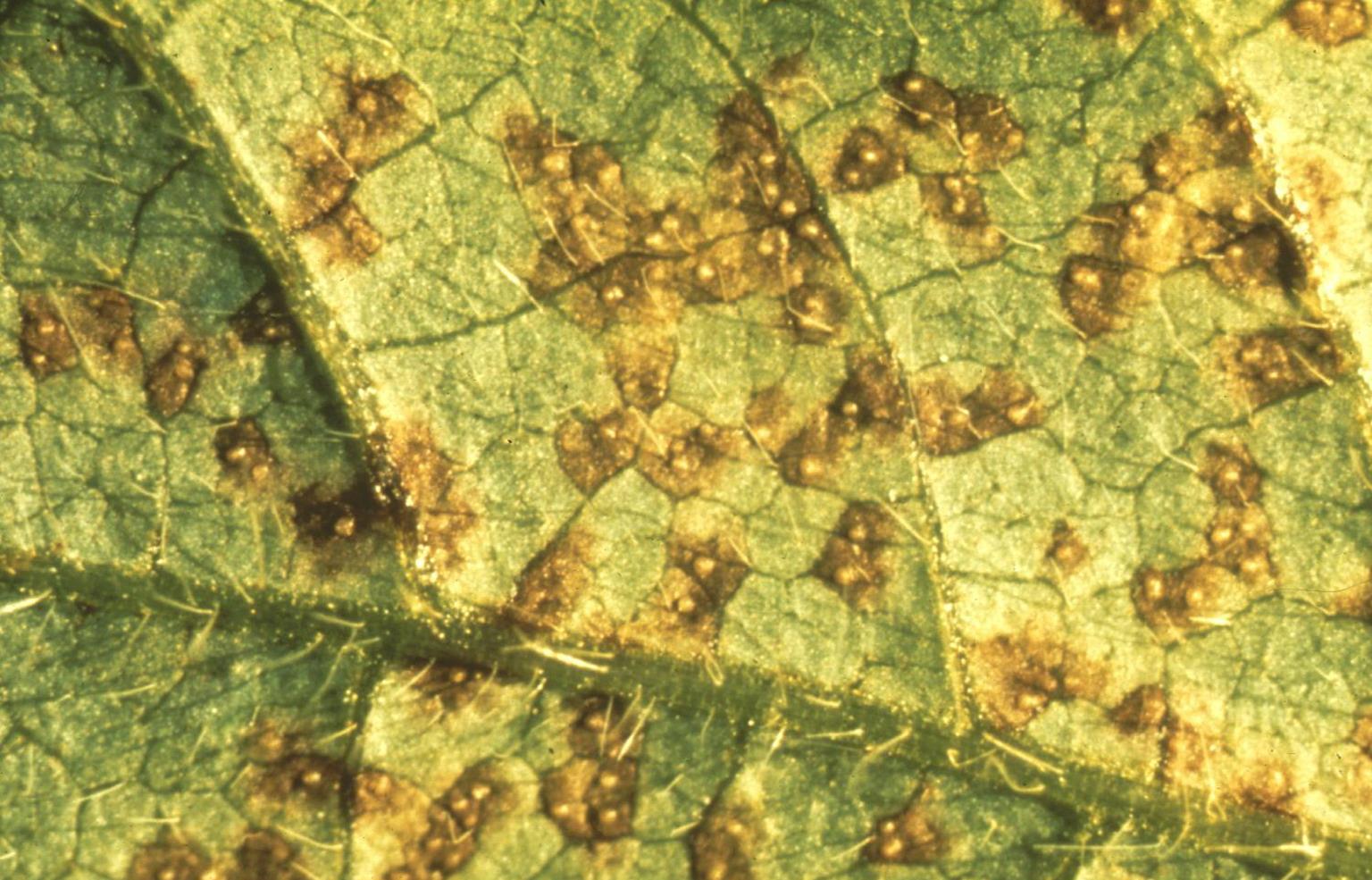 Soybean Diseases and Pests, Description, Uses, Propagation