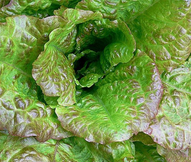 Lettuce Diseases and Pests, Description, Uses, Propagation