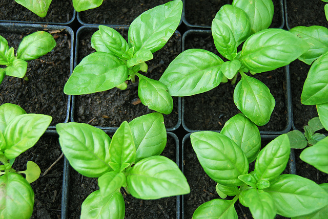Image result for basil plant leaf