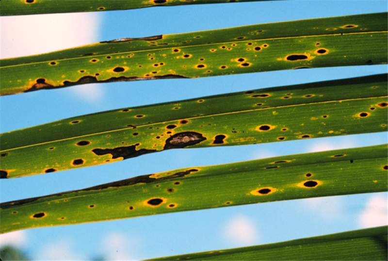 Oil palm Leaf spot in secondary Oil palm nursery