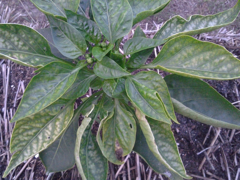 Pepper, bell Yellowing leaves on pepper plants