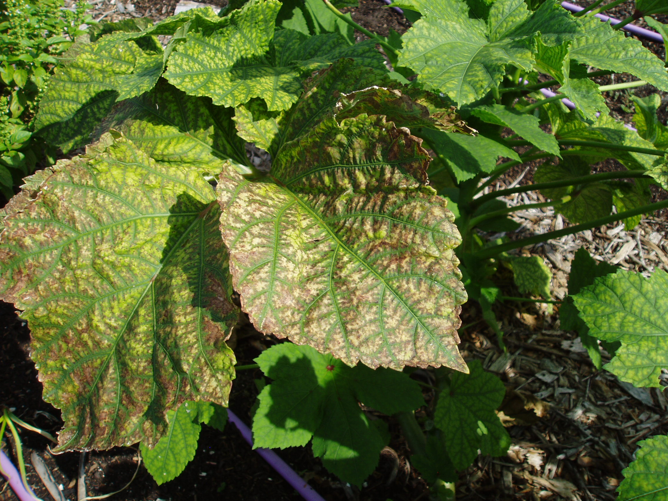 Okra Leaves turning splotchy yellow then brown