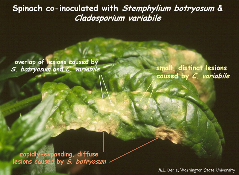 Spinach Leaf rot on New Zealand Spinach