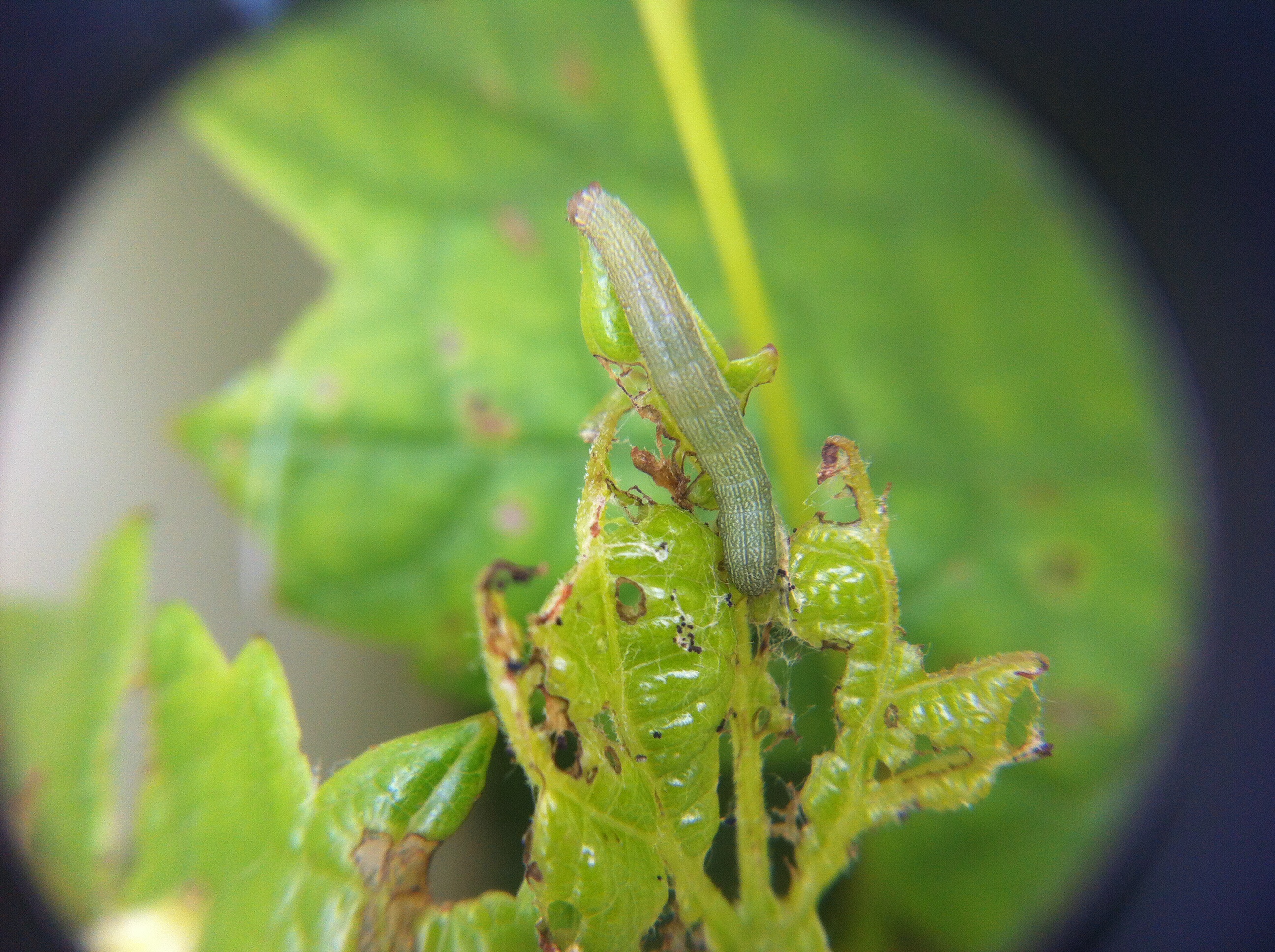 Grape Worm eating new growth on young grape vine, identification needed