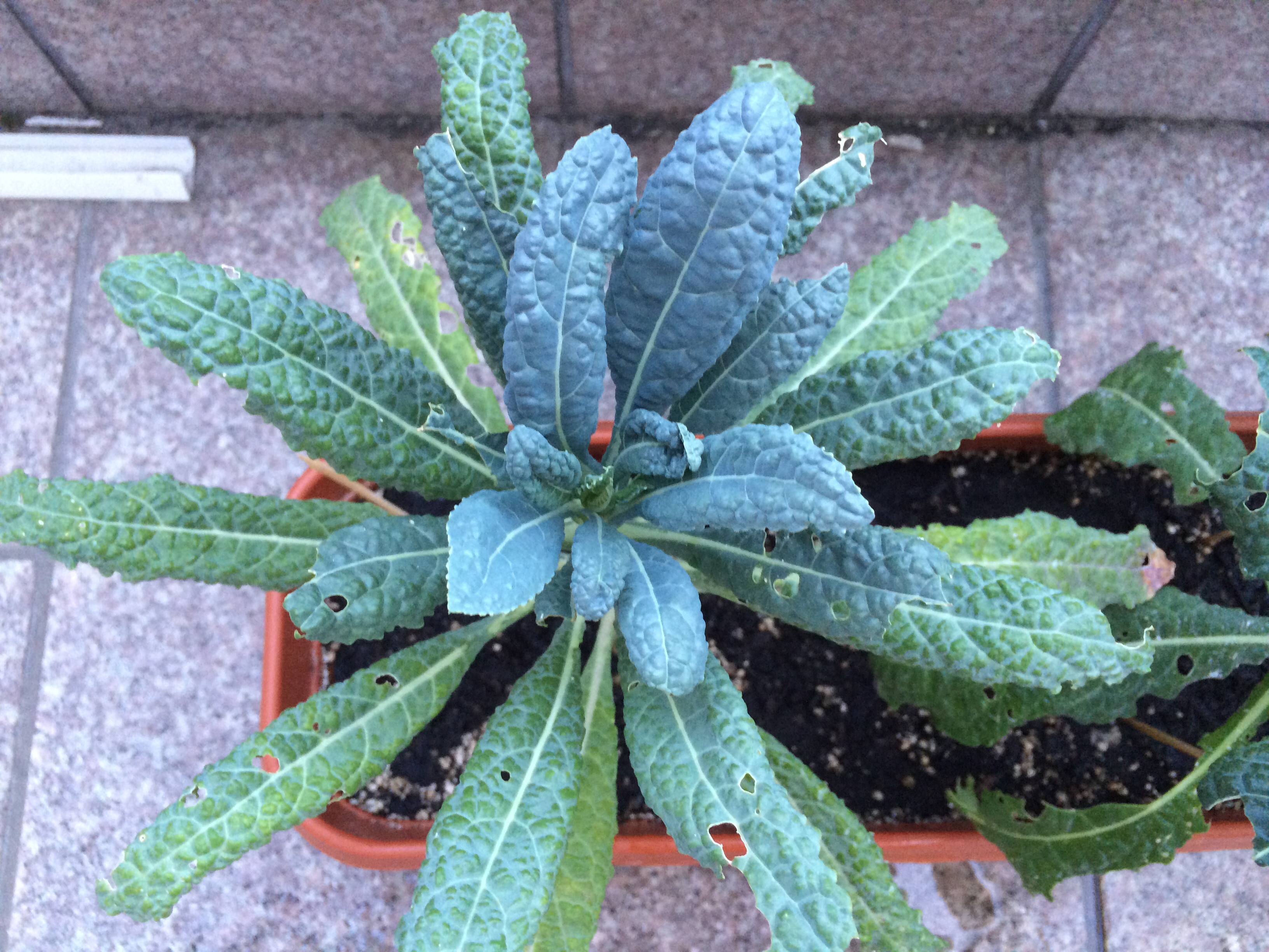 Kale Why are the kale leaves turning shiny white?