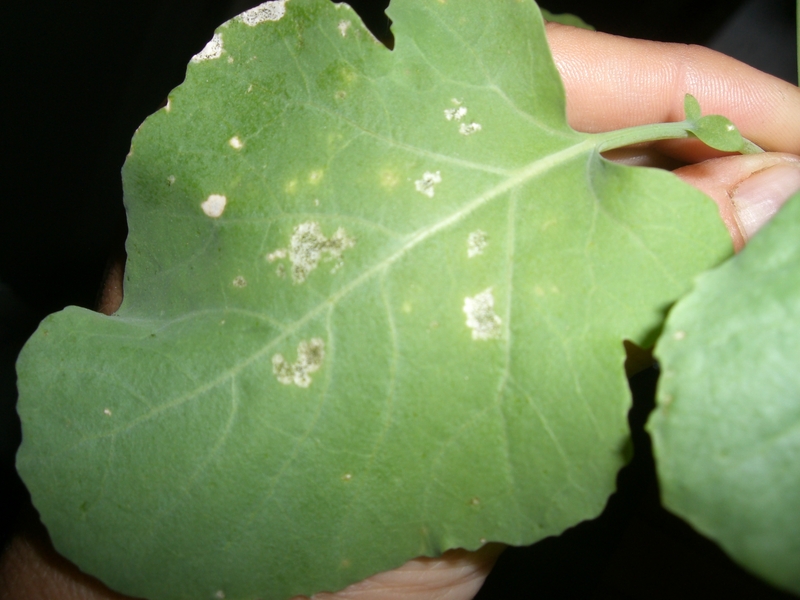Kale Kale & Spinach white spots all over the upper side of the leaves