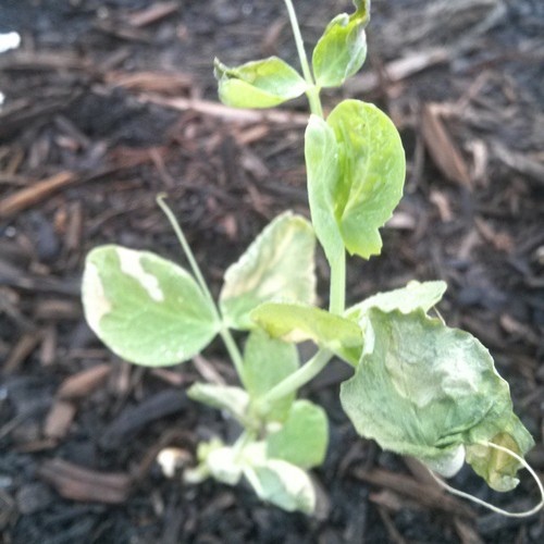 Pea Snap Peas' leaves discolored and stems rotting/snapping