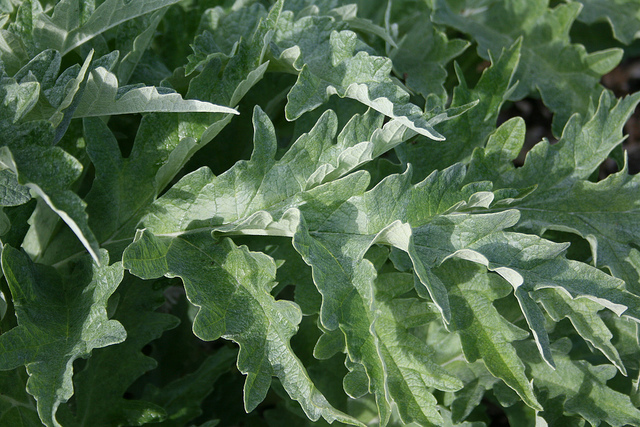 Artichoke Tea Is A Thing And It Offers These 6 Healthy Benefits
