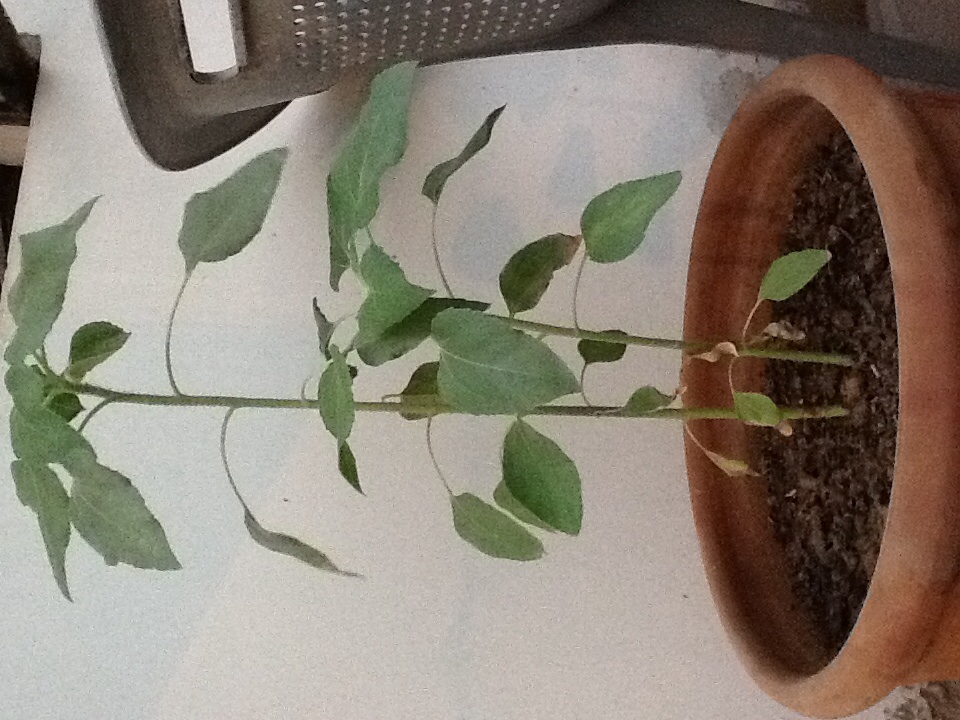 Sunflower Should I remove yellowing lower leaves on my sunflower plant?