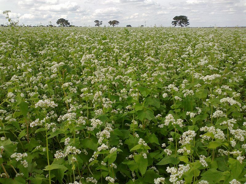 Buckwheat Diseases and Pests, Description, Uses, Propagation