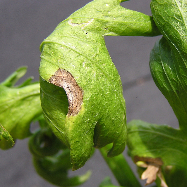 Celery Diseases and Pests, Description, Uses, Propagation