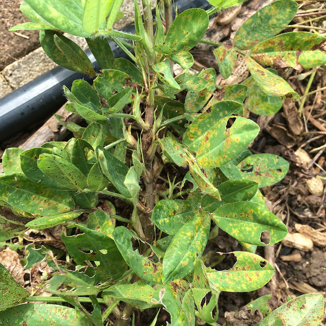 Peanut (groundnut) | Diseases and Pests, Description, Uses, Propagation