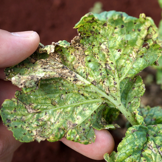 Turnip Diseases and Pests, Description, Uses, Propagation