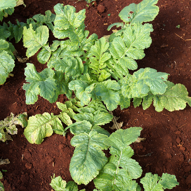 Turnip Diseases and Pests, Description, Uses, Propagation