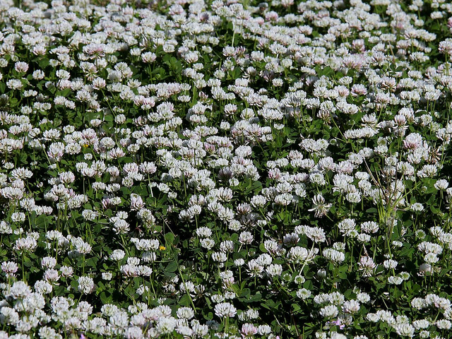 Clover | Diseases and Pests, Description, Uses, Propagation