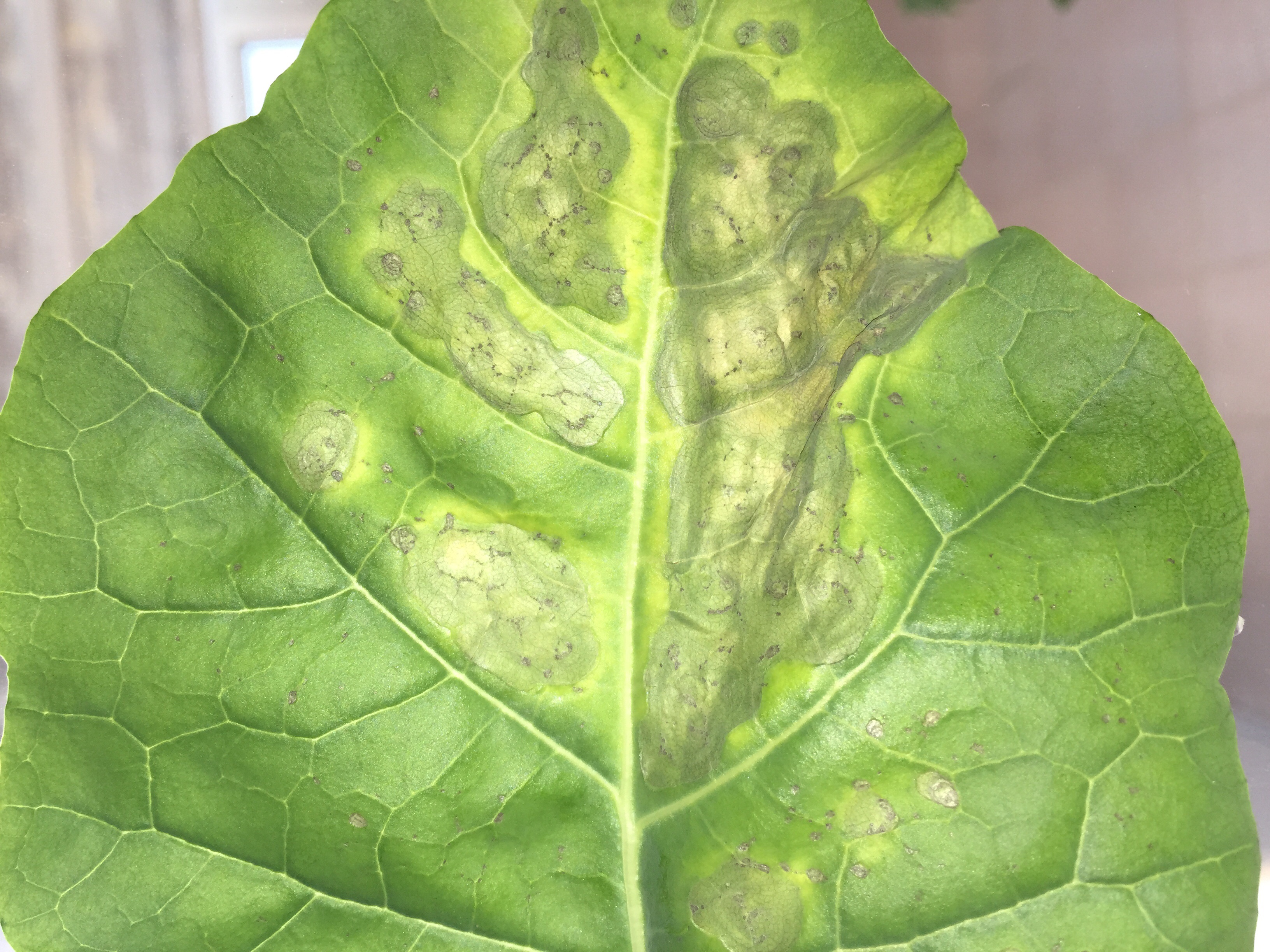 Broccoli Spots on my broccoli leaf