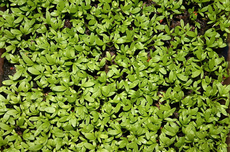 Cress Diseases and Pests, Description, Uses, Propagation
