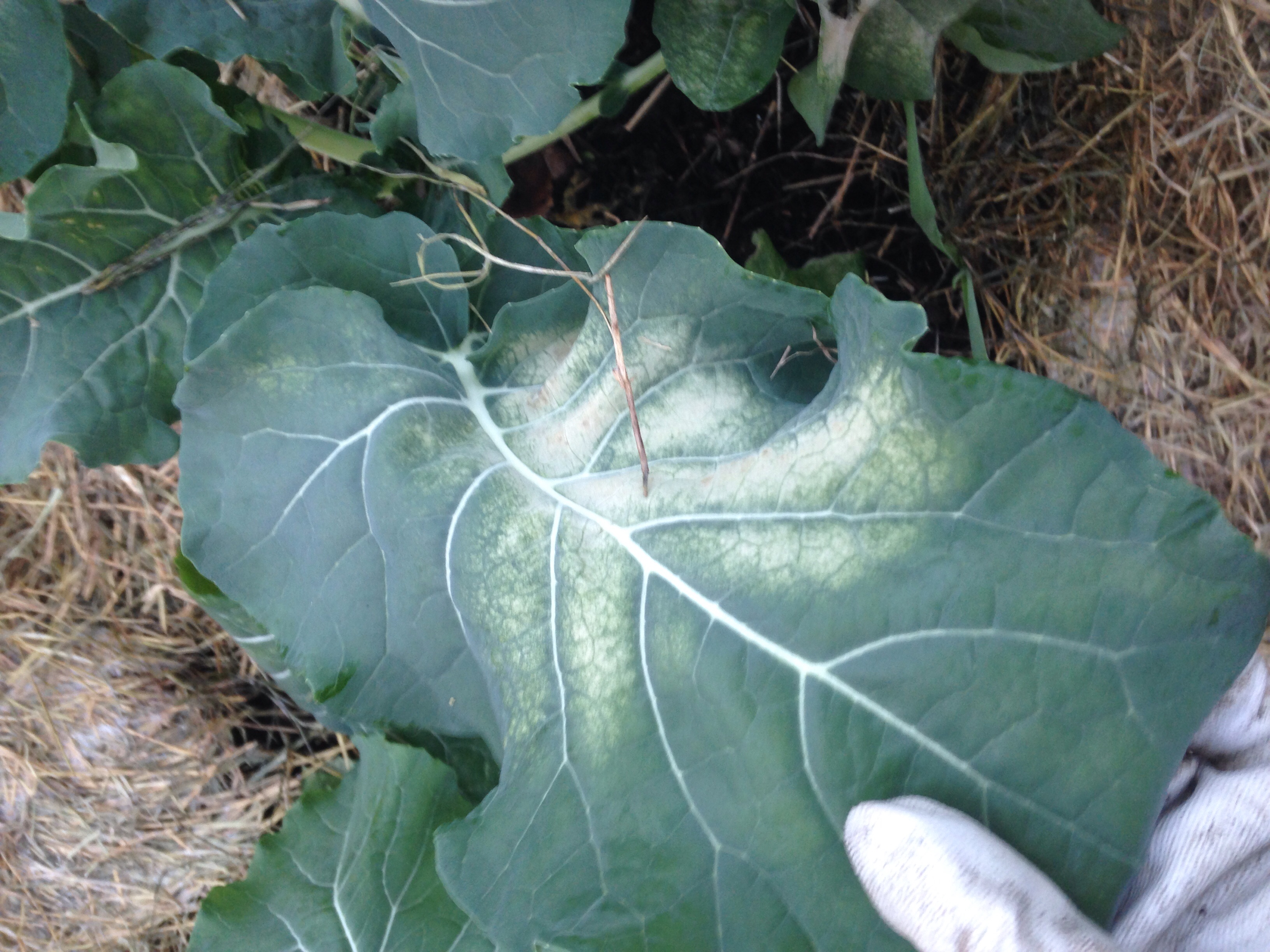 Broccoli Is this downy mildew on my broccoli?