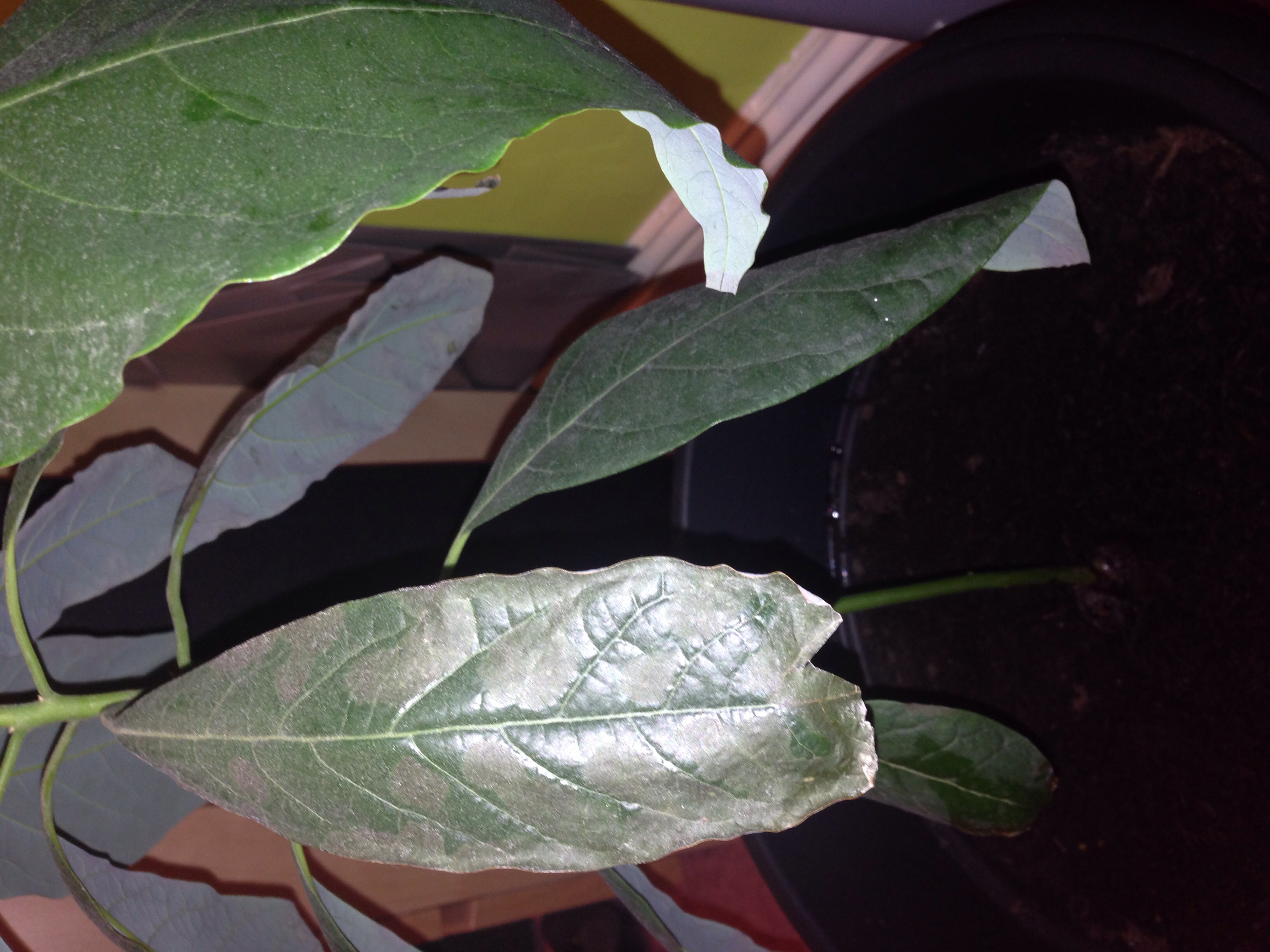 Avocado | Avocado tree leaf burn