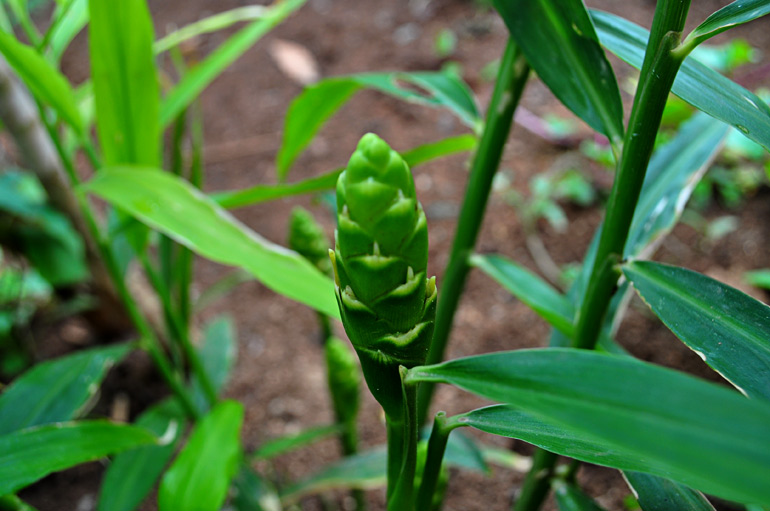 Ginger Diseases and Pests, Description, Uses, Propagation