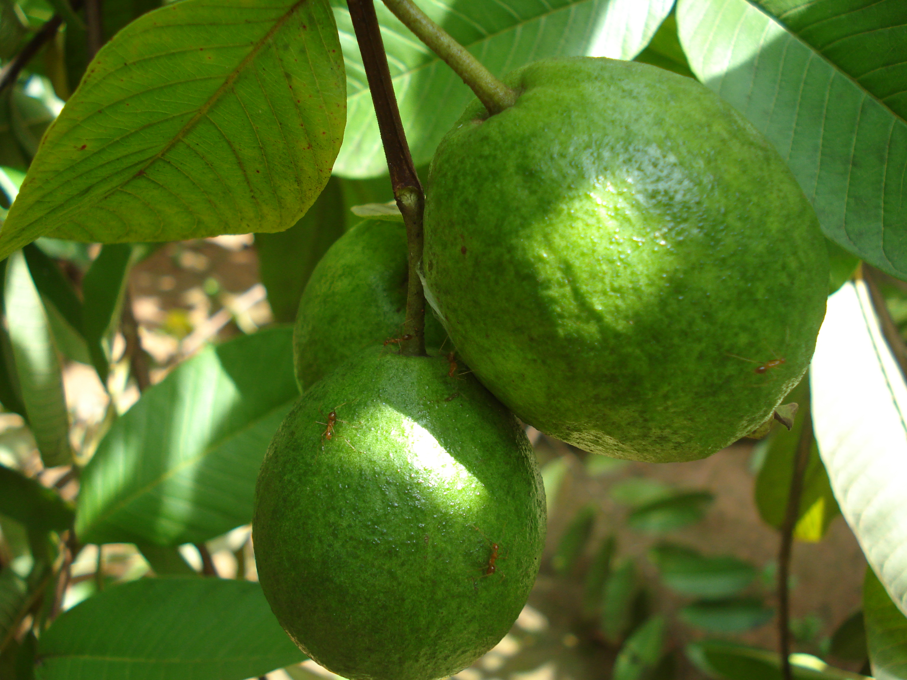 Guava Diseases and Pests, Description, Uses, Propagation