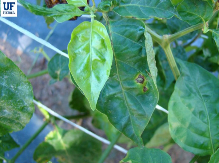 Pepper, bell Diseases and Pests, Description, Uses, Propagation