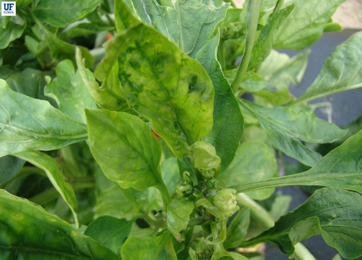 Pepper, bell Diseases and Pests, Description, Uses, Propagation