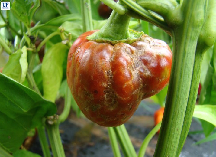 Pepper, bell Diseases and Pests, Description, Uses, Propagation