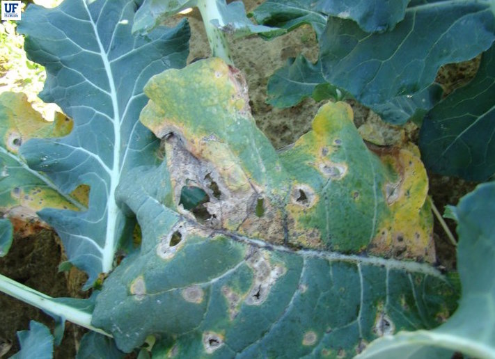 Broccoli Diseases and Pests, Description, Uses, Propagation