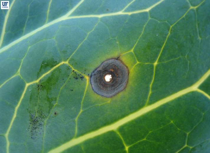 Broccoli Diseases and Pests, Description, Uses, Propagation