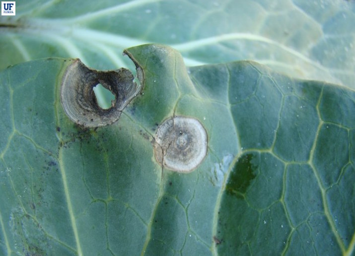 Broccoli Diseases and Pests, Description, Uses, Propagation