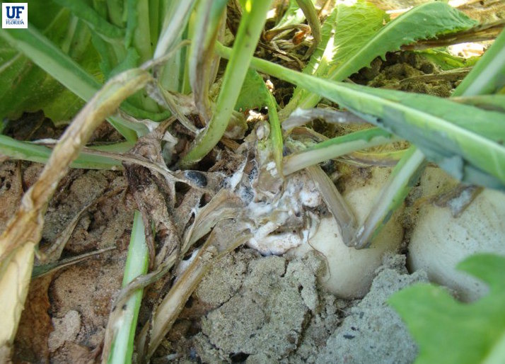 Turnip Diseases and Pests, Description, Uses, Propagation