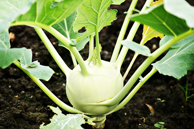 Kohlrabi | Diseases and Pests, Description, Uses, Propagation