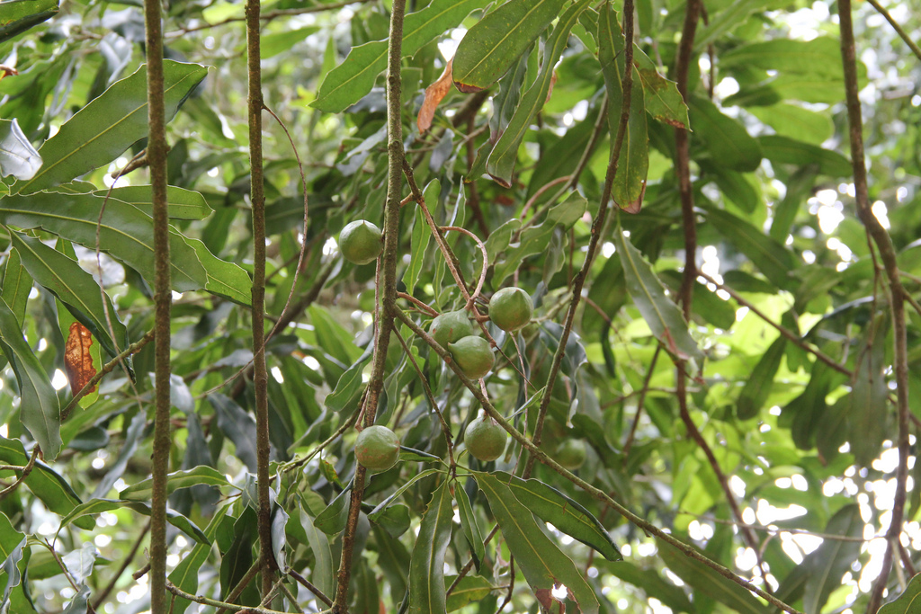 Macadamia Diseases and Pests, Description, Uses, Propagation