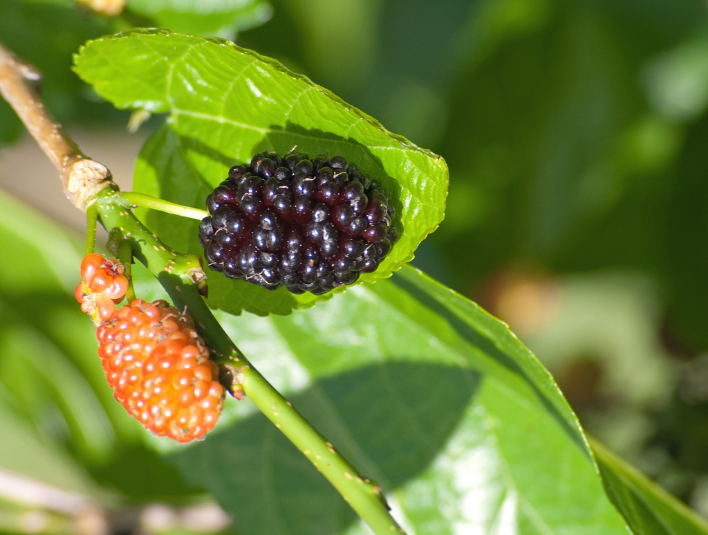 Mulberry Diseases and Pests, Description, Uses, Propagation