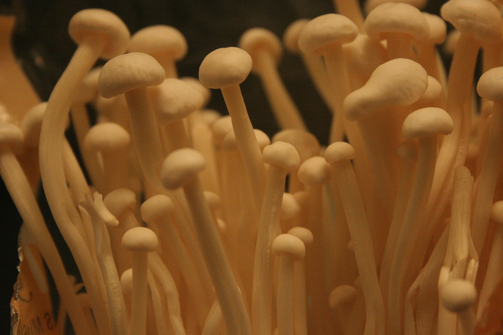 Mushrooms Diseases and Pests, Description, Uses, Propagation