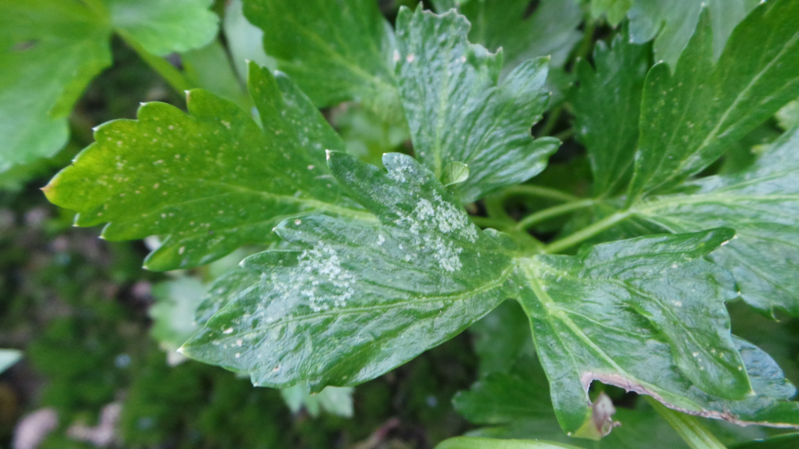 Celery White dots in celery leaf