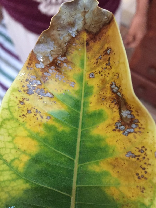 Lime, sour Lime leaves turning yellow with brown tips