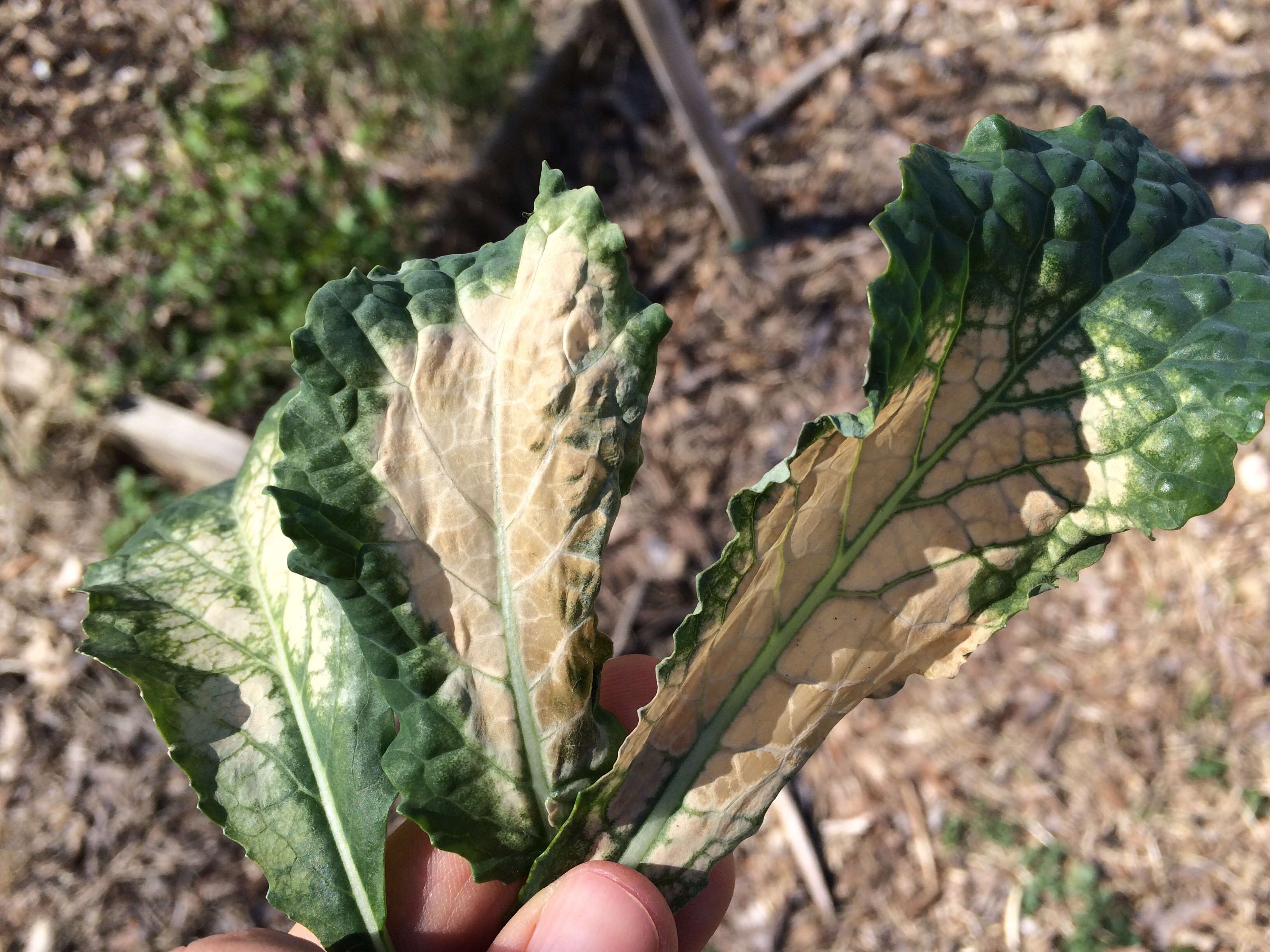 Kale What's wrong with my kale?