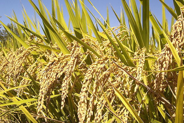 Rice | Diseases and Pests, Description, Uses, Propagation