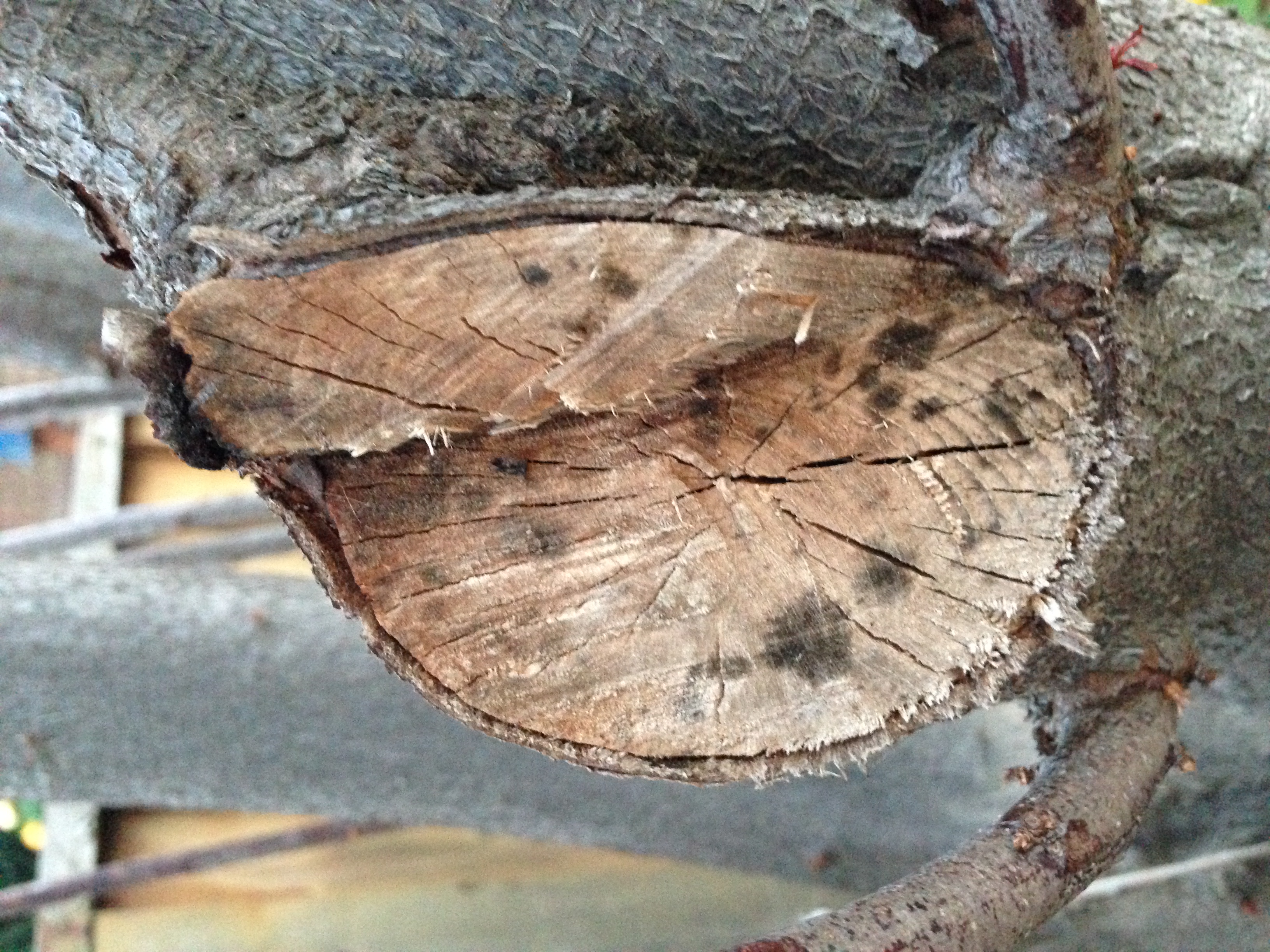 Plum and prune My plum tree seems to be dying. How can I save it?