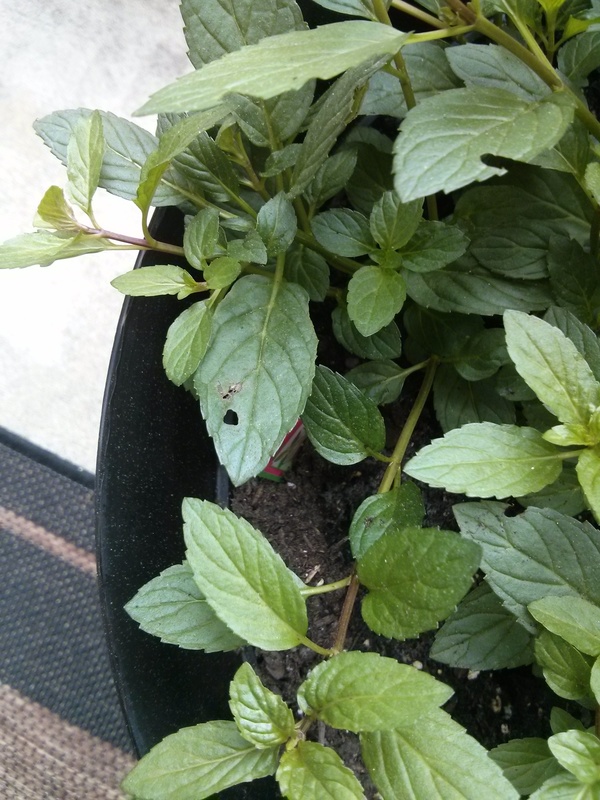 Mint Brown spots and holes on leaves on my mint and basil plants