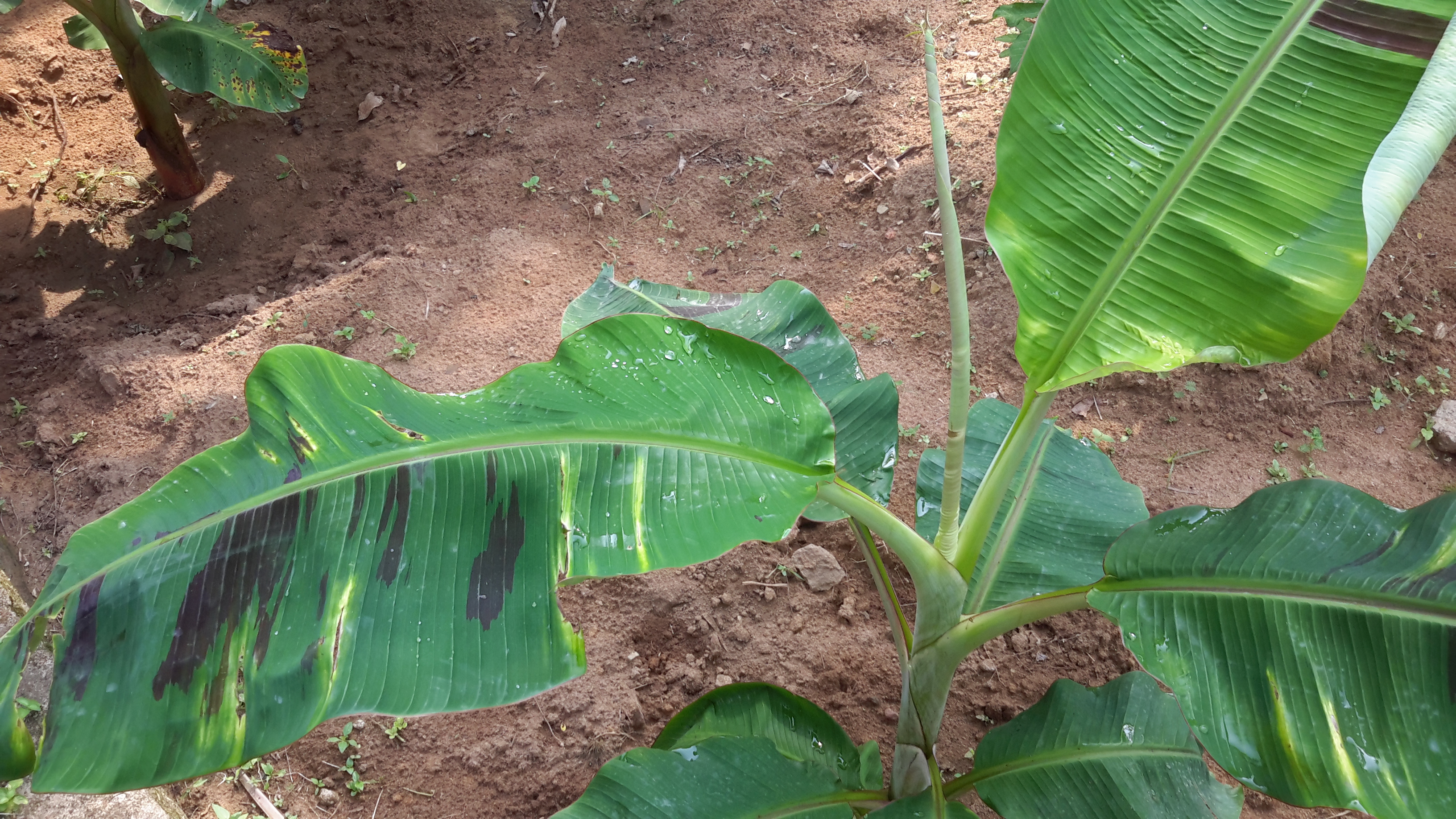 Banana Yellow streaks in three months old banana plant