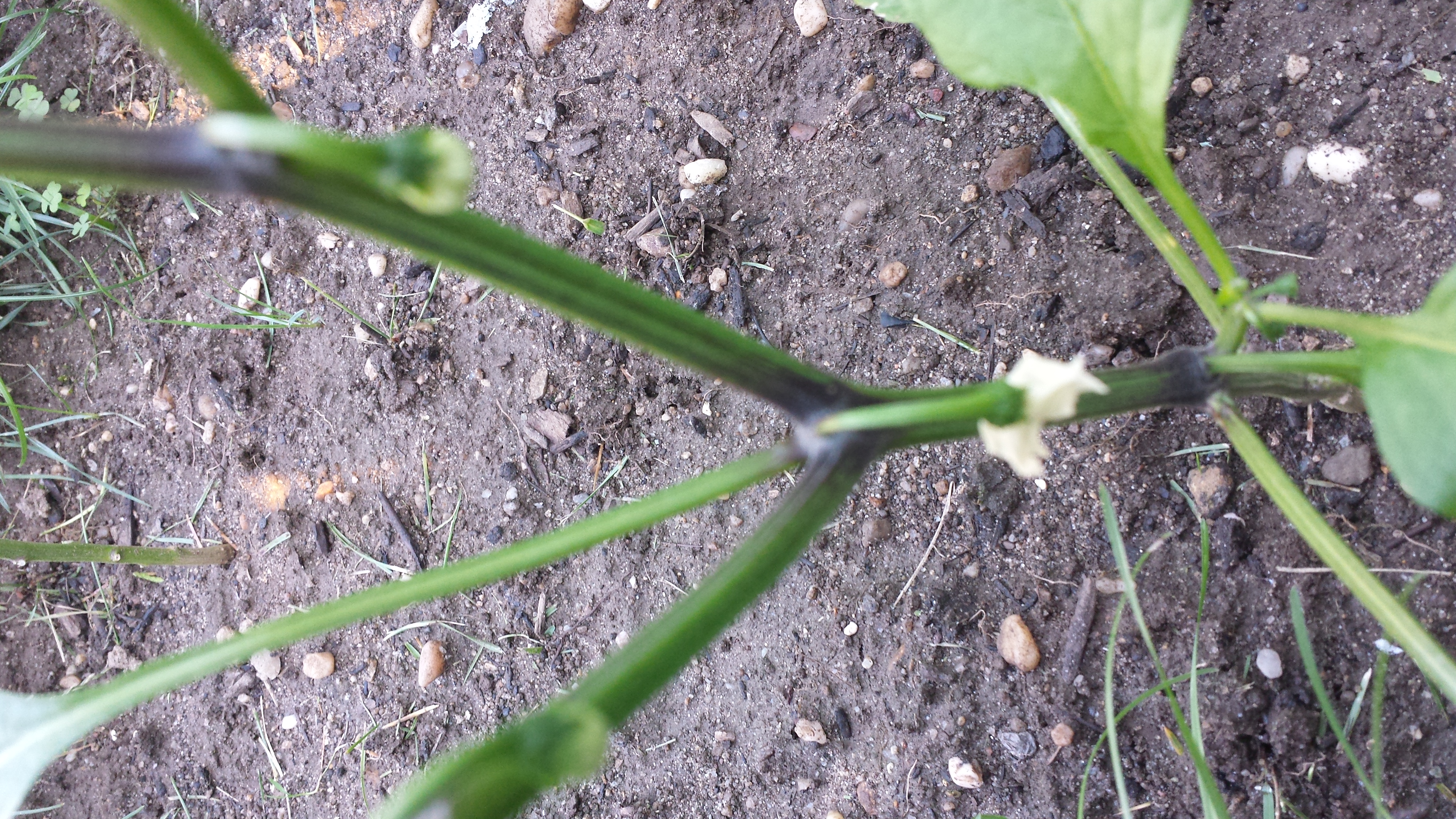 Pepper, bell Jalapeño Joints Black