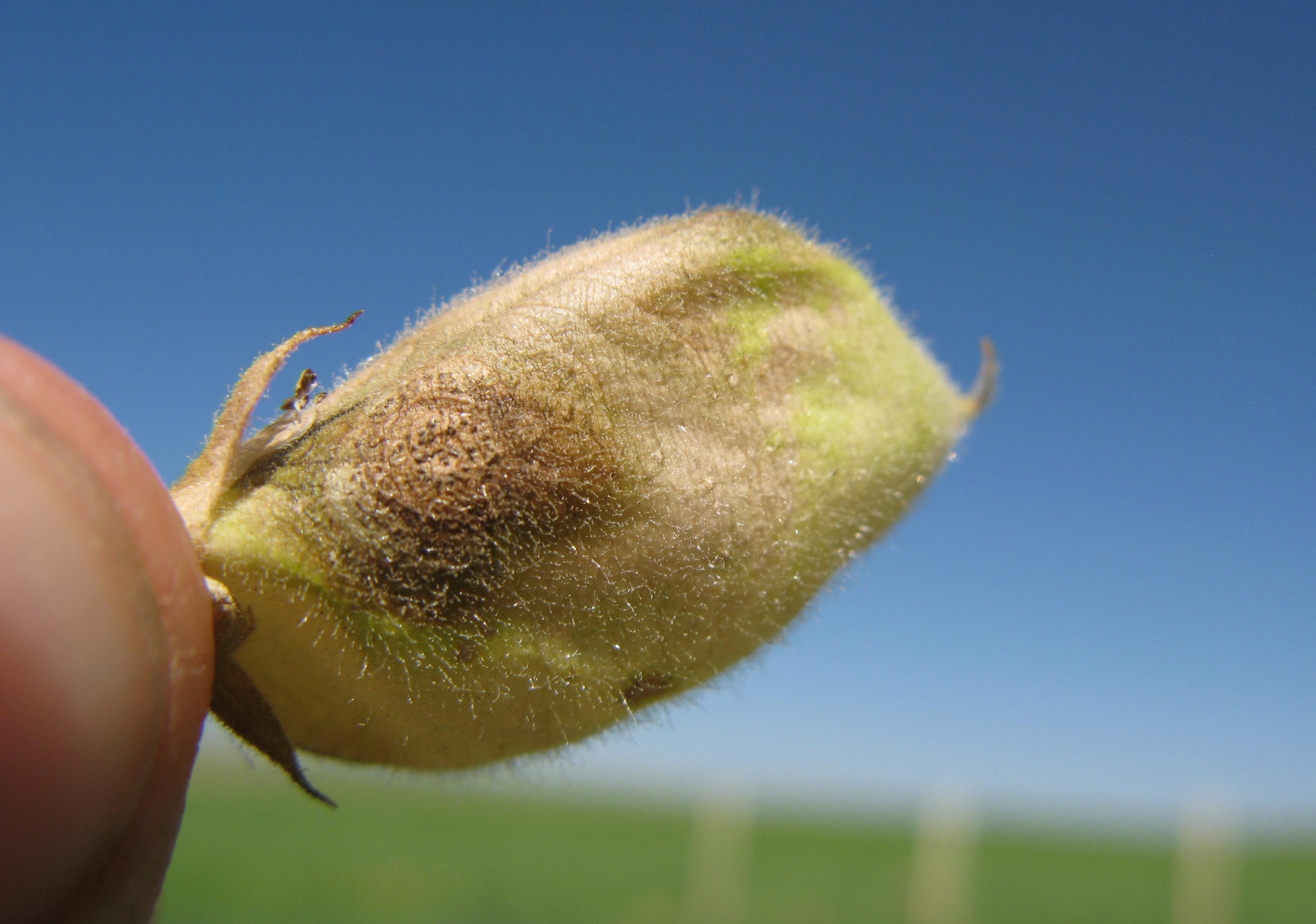 Chickpea gram Pea Diseases And Pests Description Uses Propagation