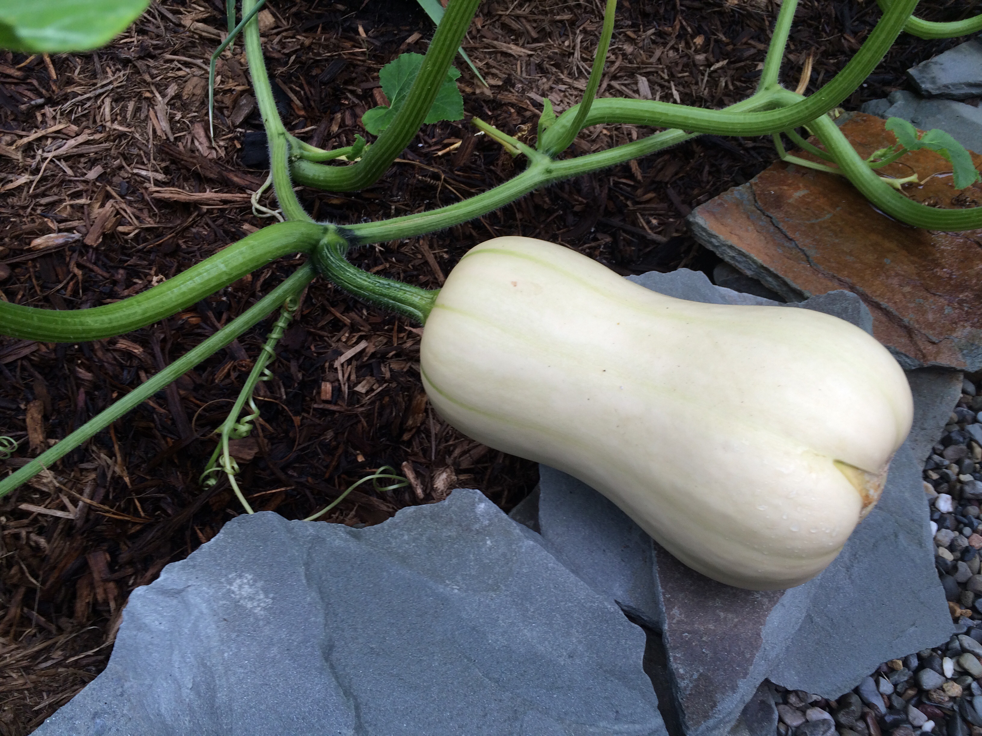 Squash Winter squash ready to harvest?