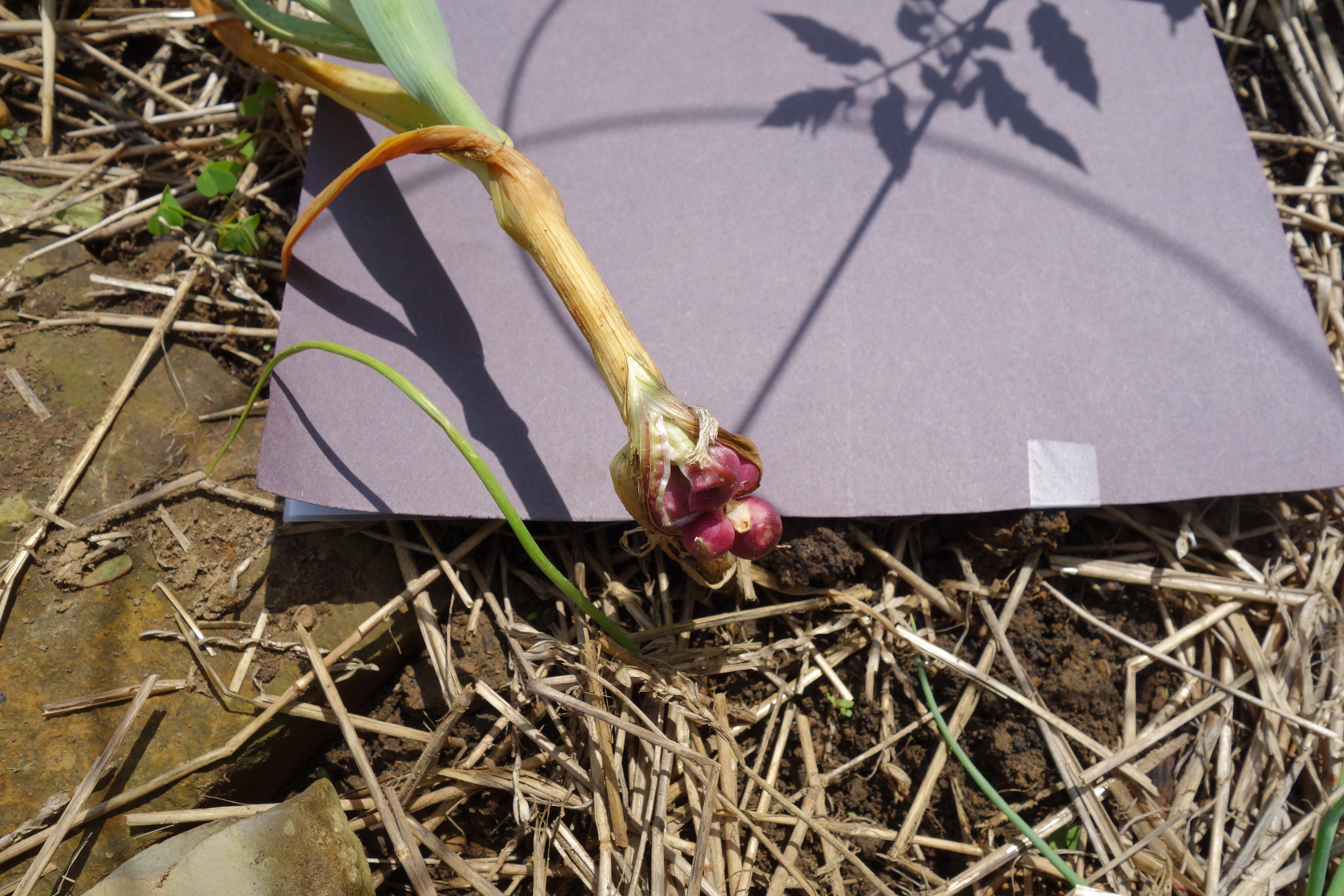 Garlic Garlic bulb forming on aboveground stem of plant